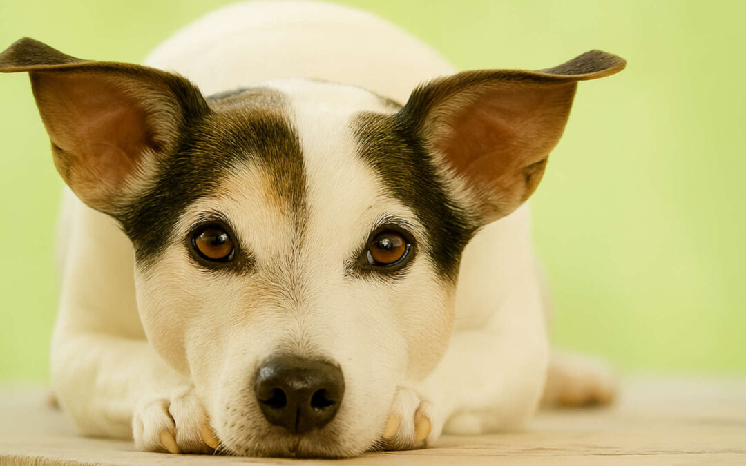 Tierkommunikation – Wenn Tiere sprechen könnten…