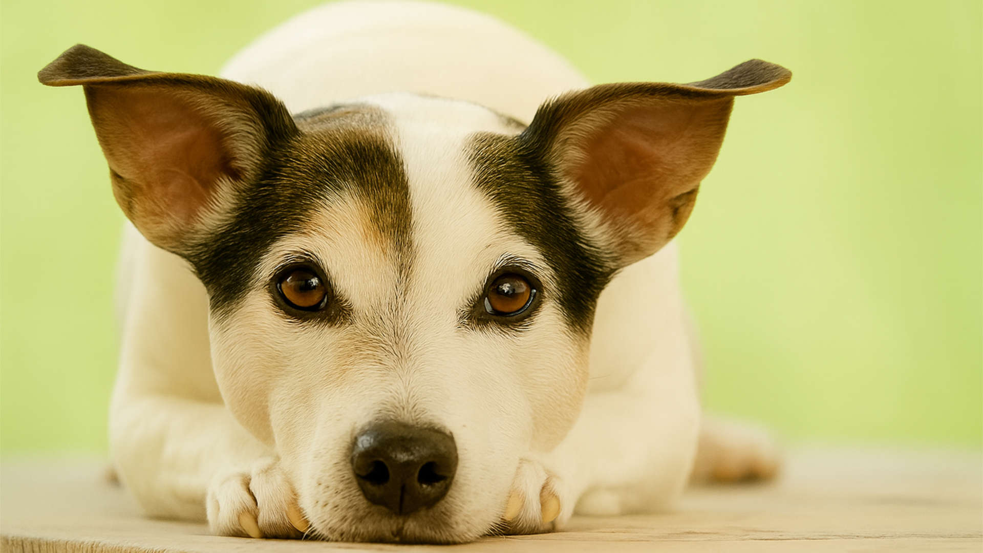 Tierkommunikation – Wenn Tiere sprechen könnten…